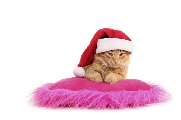 Christmas cat relax on pillow — Stock Photo, Image