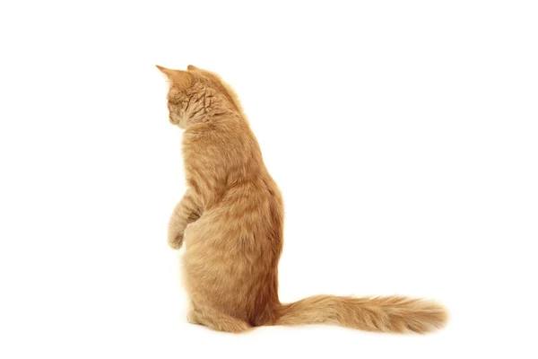 Yavru kedi komik kırmızı — Stok fotoğraf