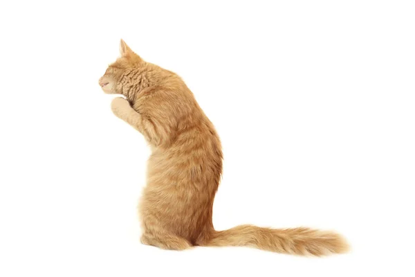子猫面白い赤 — ストック写真