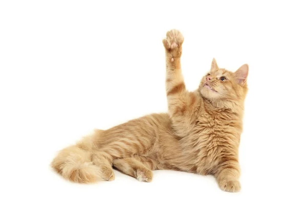 Cat plaful — Stock Photo, Image