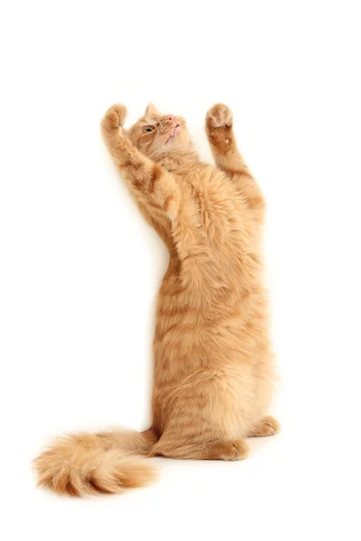 Kedi plaful — Stok fotoğraf