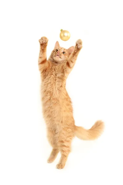 Cat play with christmas ball — Stock Photo, Image