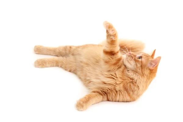 Gattino rosso giocoso — Foto Stock