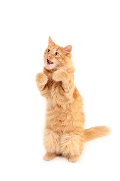 Gatito rojo juguetón — Foto de Stock