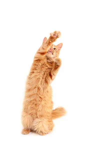 Kedi yavrusu kırmızı oynak — Stok fotoğraf