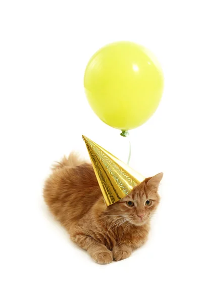 stock image Kitten holiday play with cap green balloon