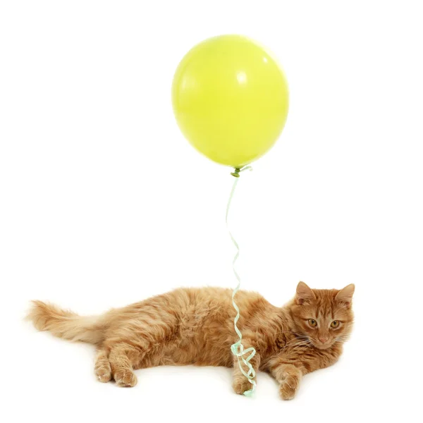 Yavru kedi tatil yeşil balon ile — Stok fotoğraf