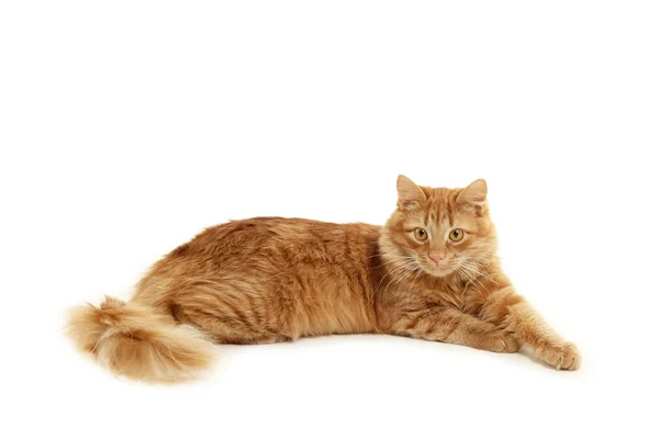 Czerwony kotek kłamliwy w dół — Zdjęcie stockowe