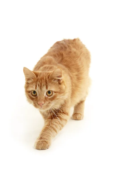 Yavru kedi slink — Stok fotoğraf