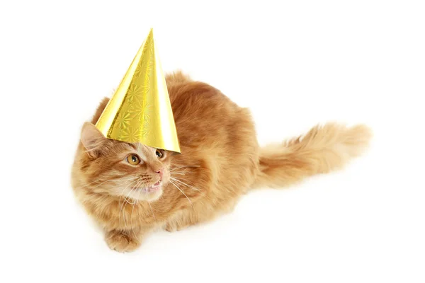 Kitten holiday with birthday golden cap — Stock Photo, Image