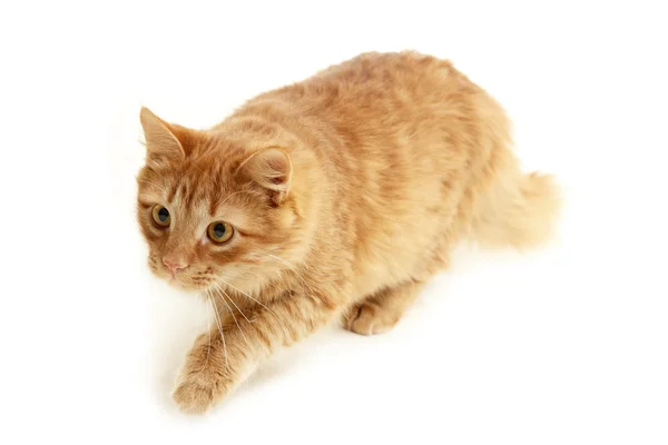 Slink kotek — Zdjęcie stockowe
