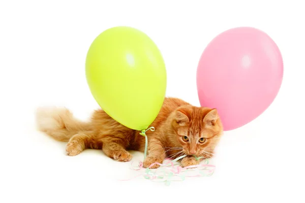 Kotek wakacje balony — Zdjęcie stockowe