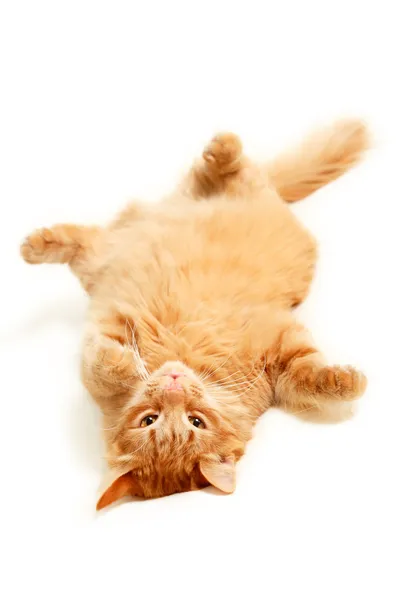 Tłuszczu czerwony kot leżący na plecach — Zdjęcie stockowe