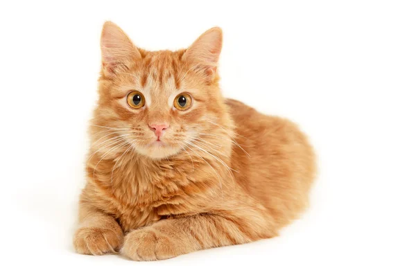 Gattino rosso che riposa isolato su sfondo bianco — Foto Stock