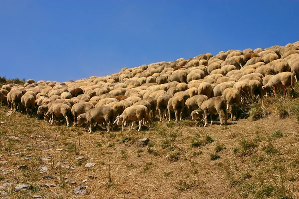 Kudde schapen - 3 — Stockfoto