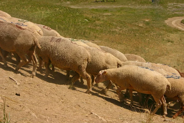 Stado owiec - 1 — Zdjęcie stockowe