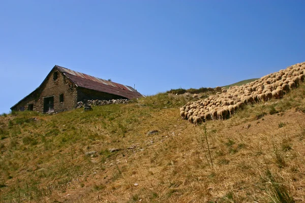 Kudde schapen - 2 — Stockfoto