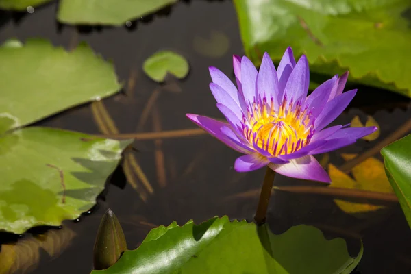 Mavi lotus. — Stok fotoğraf