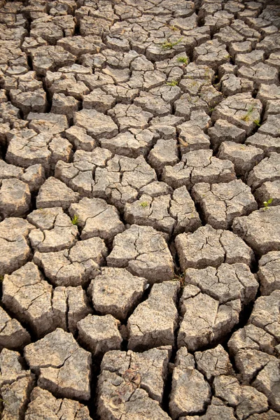 Dry ground. — Stock Photo, Image