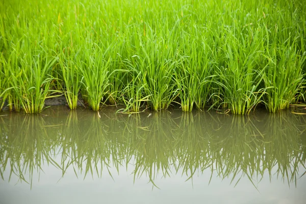 Reis- und Reisfelder. — Stockfoto