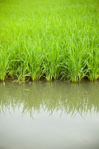 Reis- und Reisfelder. — Stockfoto
