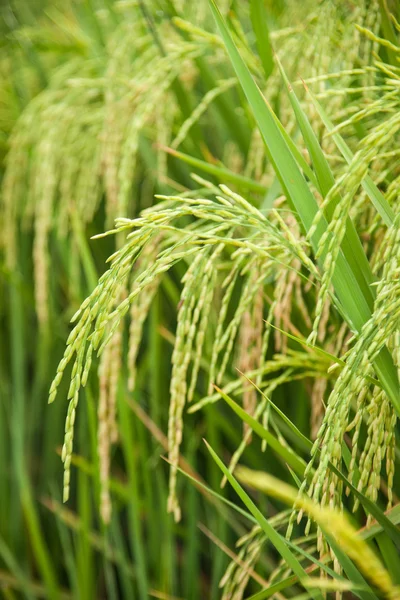 Rýže a rýžových polí. — Stock fotografie