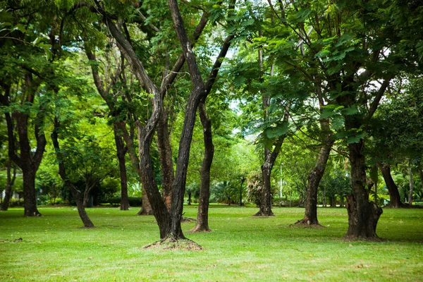 Деревья в парке. — стоковое фото