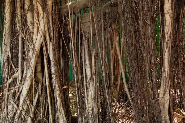 木の根. — ストック写真