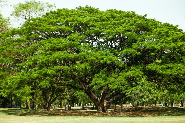 Stromy v parku. — Stock fotografie