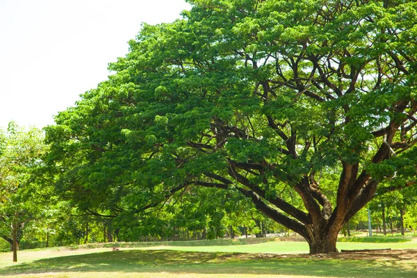 Дерева в парку . — стокове фото