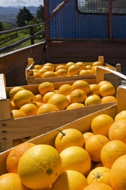 Oranges in wooden boxes clipart