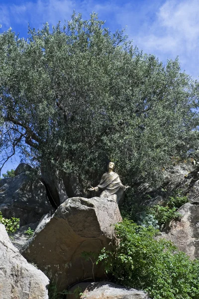 Jesus debaixo de uma oliveira — Fotografia de Stock