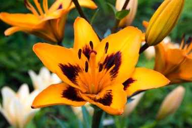 Orange lilies