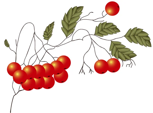 Rowan rouge — Image vectorielle