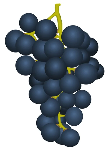 Bouquet de raisins mûrs — Image vectorielle