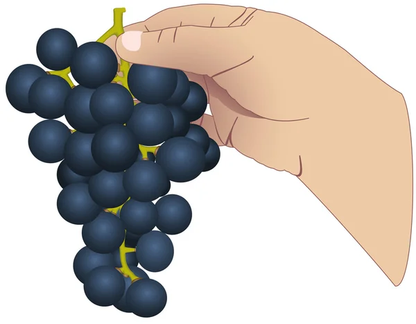 The hand with the bunch of grapes — Stock Vector