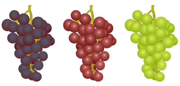 Różne gatunki winogron — Wektor stockowy
