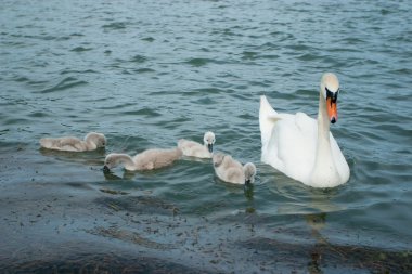 Kuğu ve cygnets