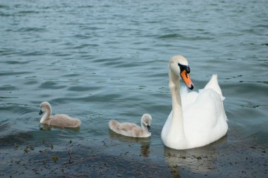 Kuğu ve cygnets