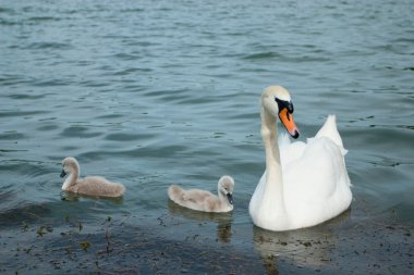 Swan and cygnets clipart
