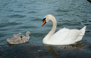 Kuğu ve cygnets