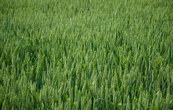 stock image Wheat rye