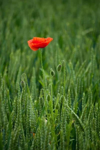 stock image Poppies red rye wheat green