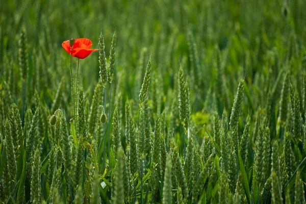 Haşhaş kırmızı çavdar buğday yeşil — Stok fotoğraf
