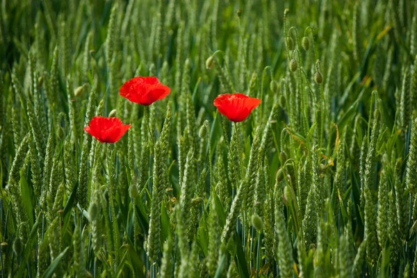 stock image Poppies red rye wheat green