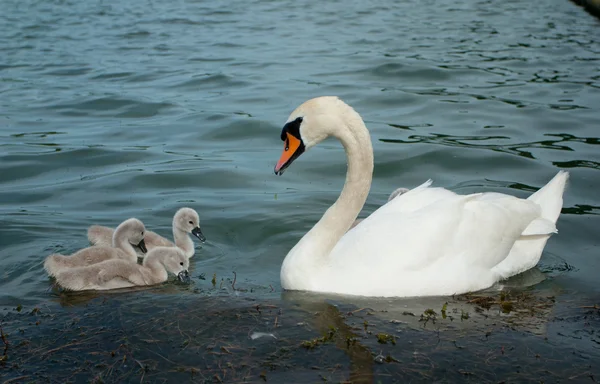 Swan och cygnets — Stockfoto