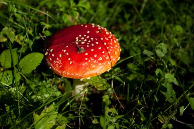 sinek agaric, ölüm kap