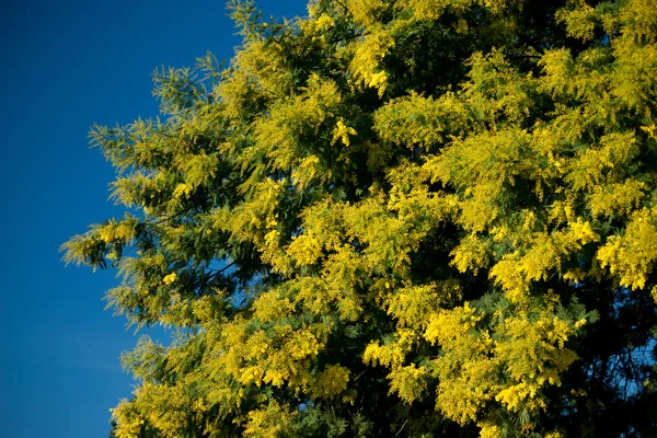 Mimoza akacja — Zdjęcie stockowe