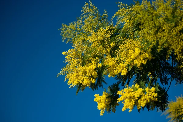 Acacia mimosa — Foto Stock