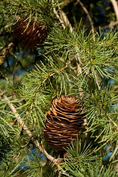 Cone de pinheiro — Fotografia de Stock